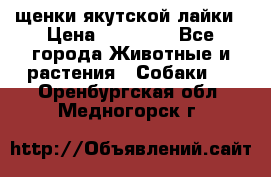 щенки якутской лайки › Цена ­ 15 000 - Все города Животные и растения » Собаки   . Оренбургская обл.,Медногорск г.